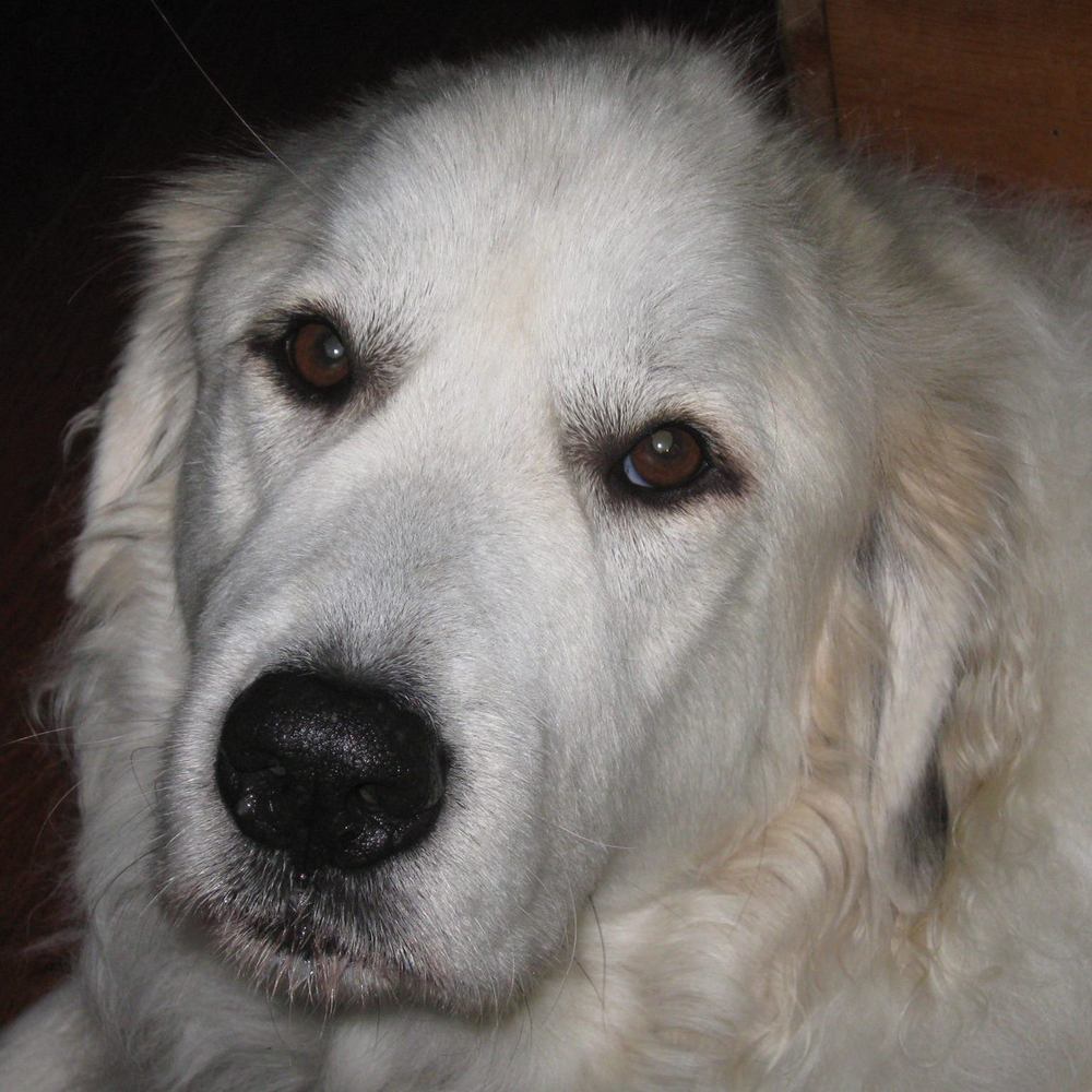 Meet your Posher, Lola